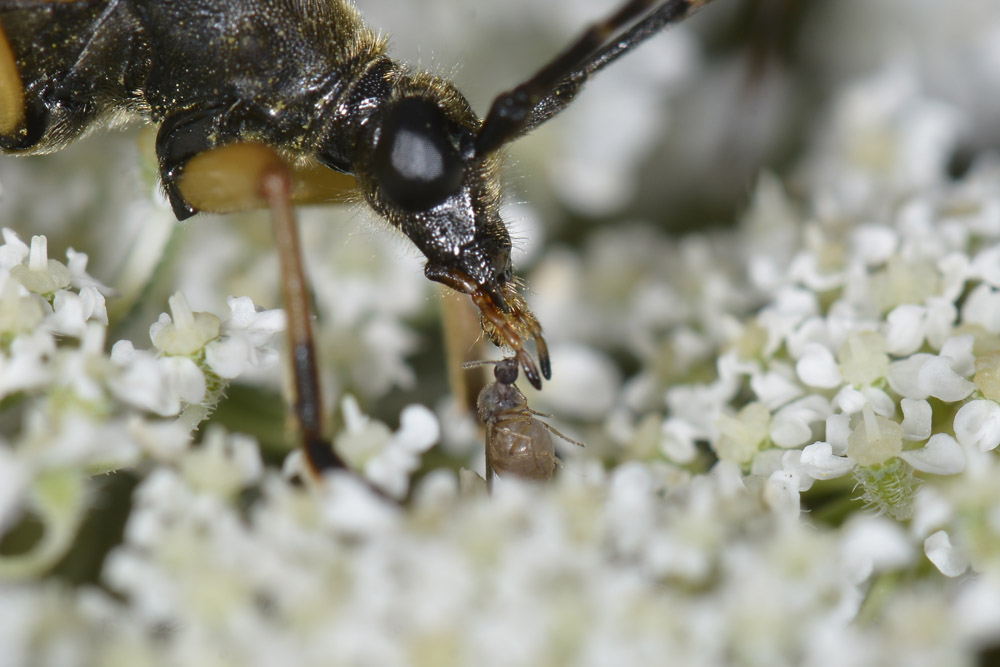 Rutpela maculata ssp. maculata - Cerambycidae